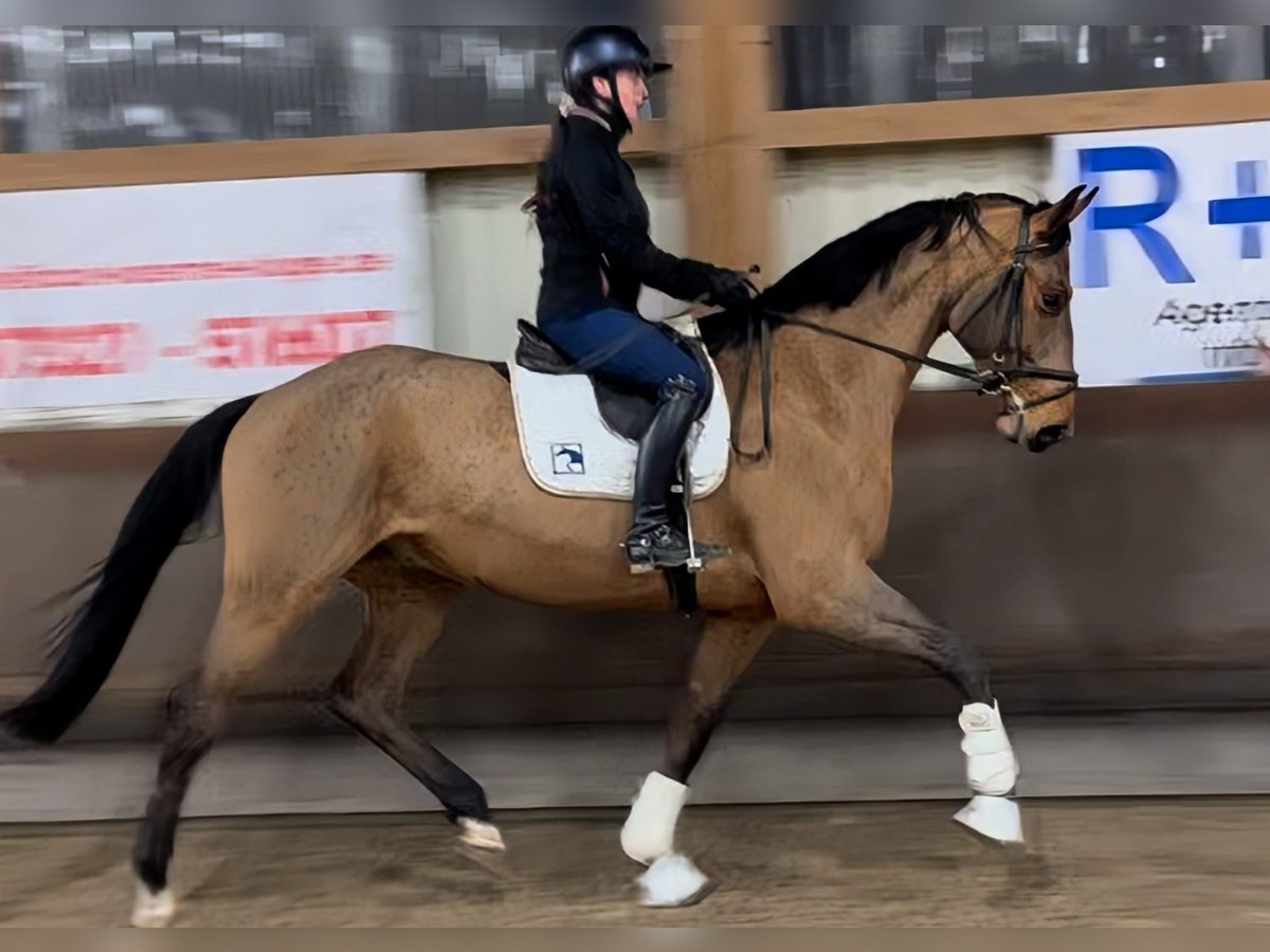 Oldenburger Wallach 4 Jahre 174 cm Brauner in Gerstetten