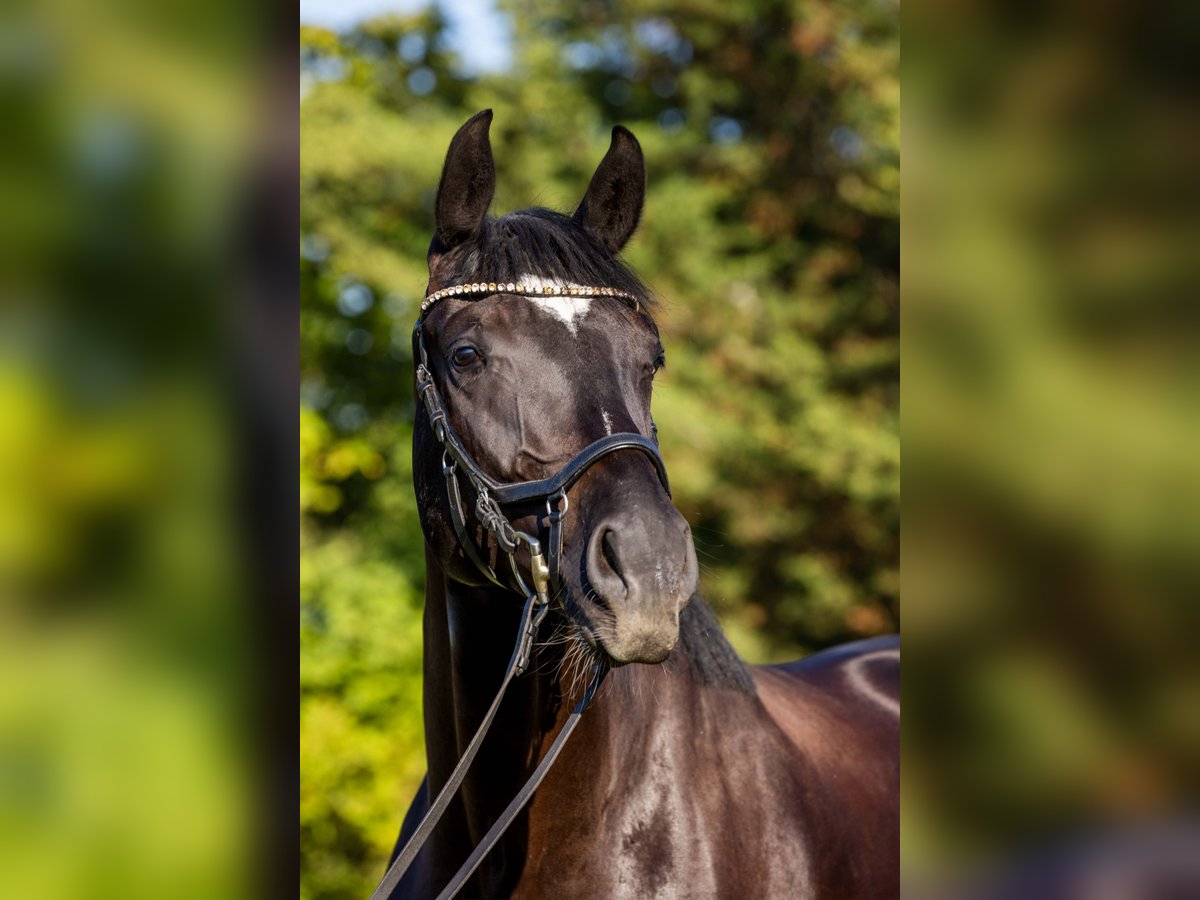 Oldenburger Wallach 4 Jahre 174 cm Rappe in Rheinbach