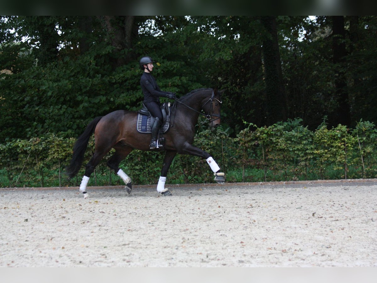 Oldenburger Wallach 4 Jahre 174 cm Schwarzbrauner in Bad Zwischenahn