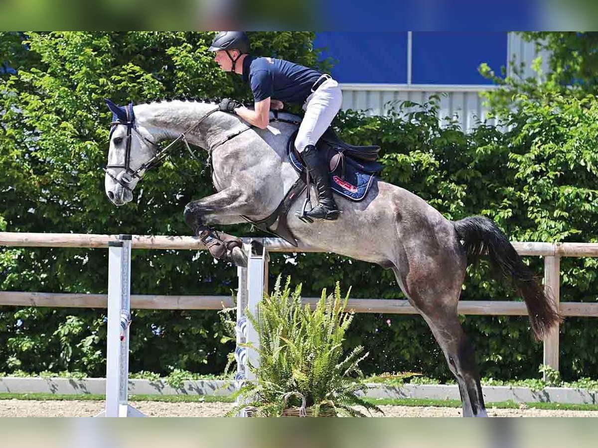 Oldenburger Wallach 4 Jahre 178 cm White in Vechta