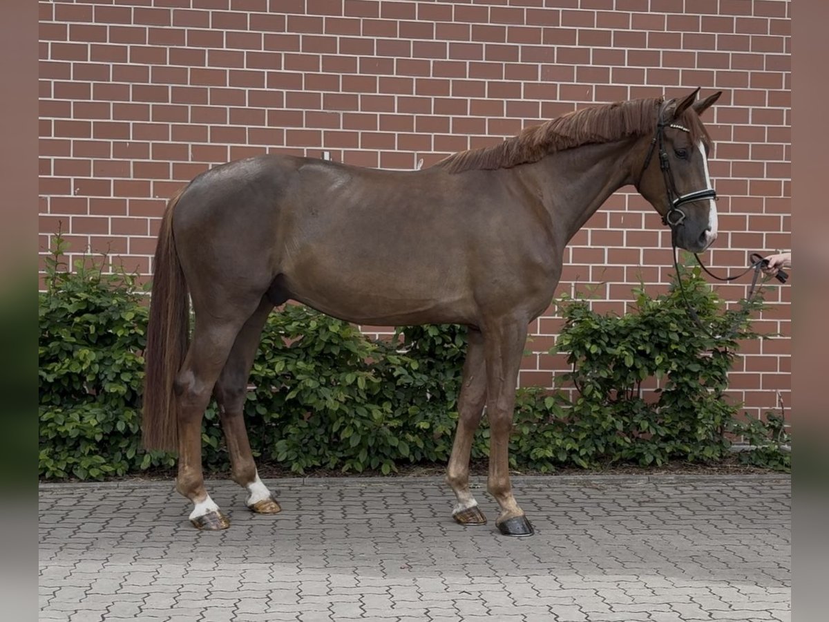 Oldenburger Wallach 4 Jahre 179 cm Dunkelfuchs in Barver