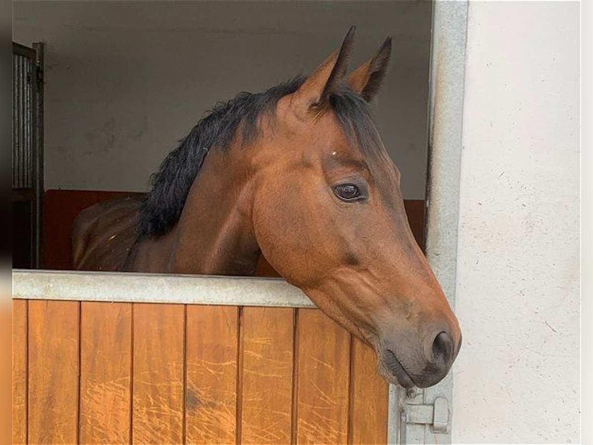 Oldenburger Wallach 5 Jahre 163 cm Brauner in Verden (Aller)