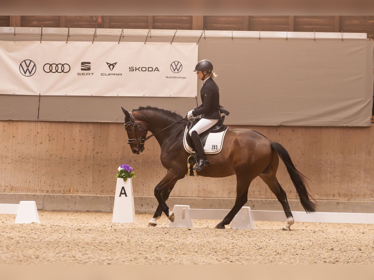 Oldenburger Wallach 5 Jahre 164 cm Brauner in Mannheim