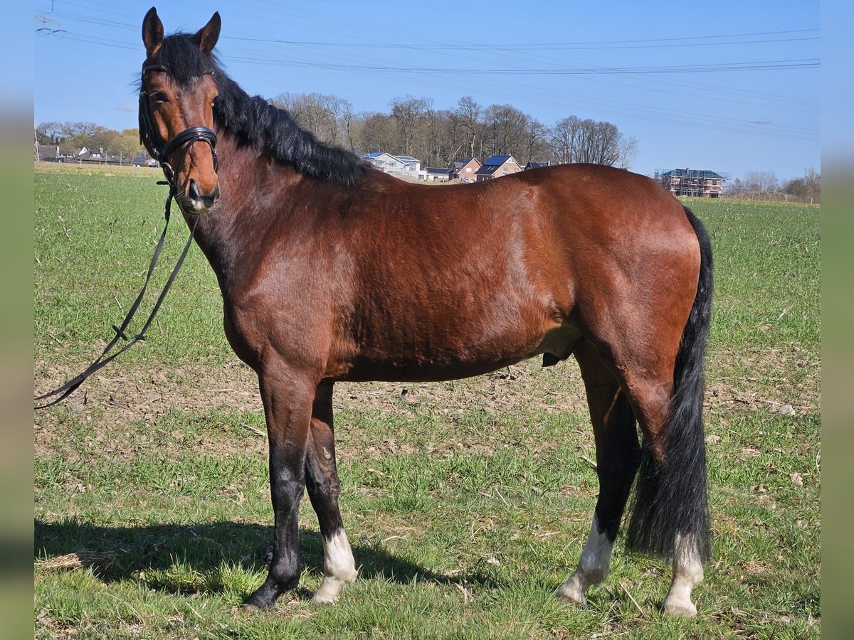 Oldenburger Wallach 5 Jahre 165 cm Brauner in Osterholz-Scharmbeck
