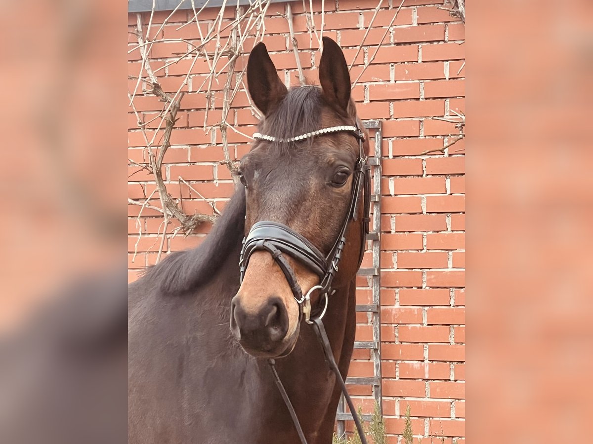 Oldenburger Wallach 5 Jahre 165 cm Brauner in Martfeld