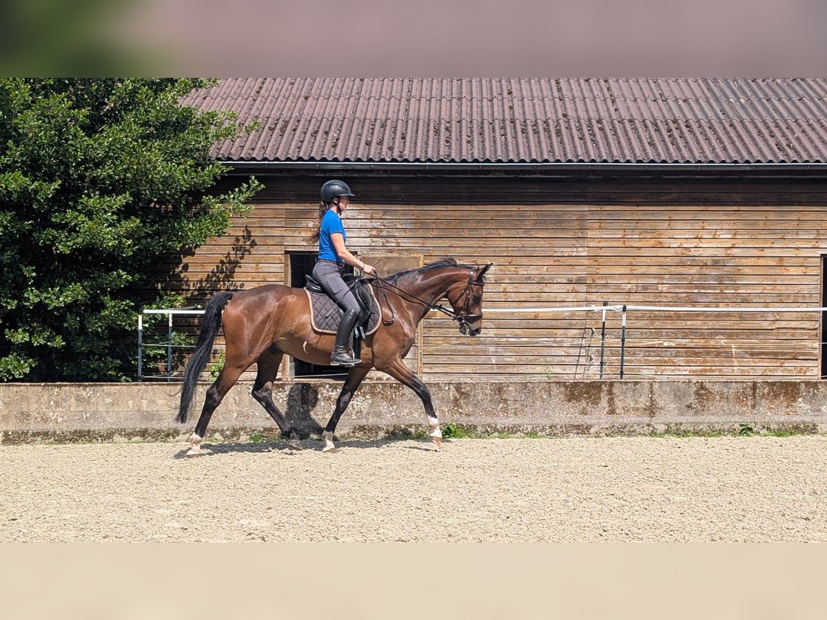 Oldenburger Wallach 5 Jahre 165 cm Brauner in Varrel
