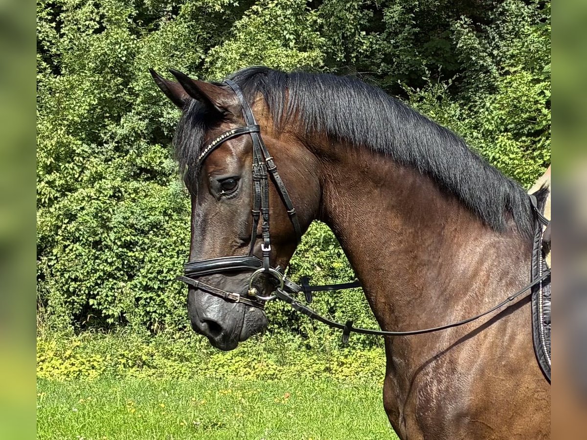 Oldenburger Wallach 5 Jahre 166 cm Rappe in Pfaffenhofen