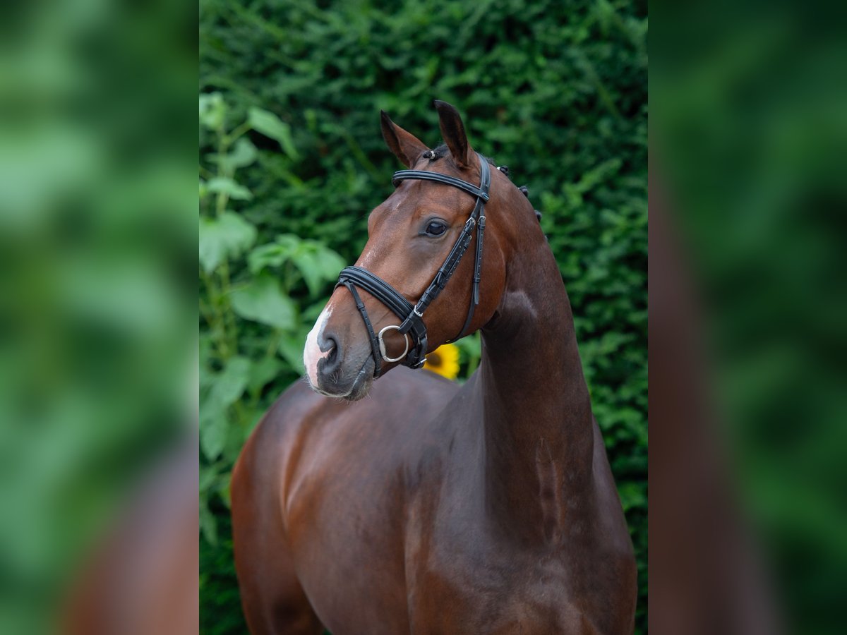 Oldenburger Wallach 5 Jahre 167 cm Brauner in Damme