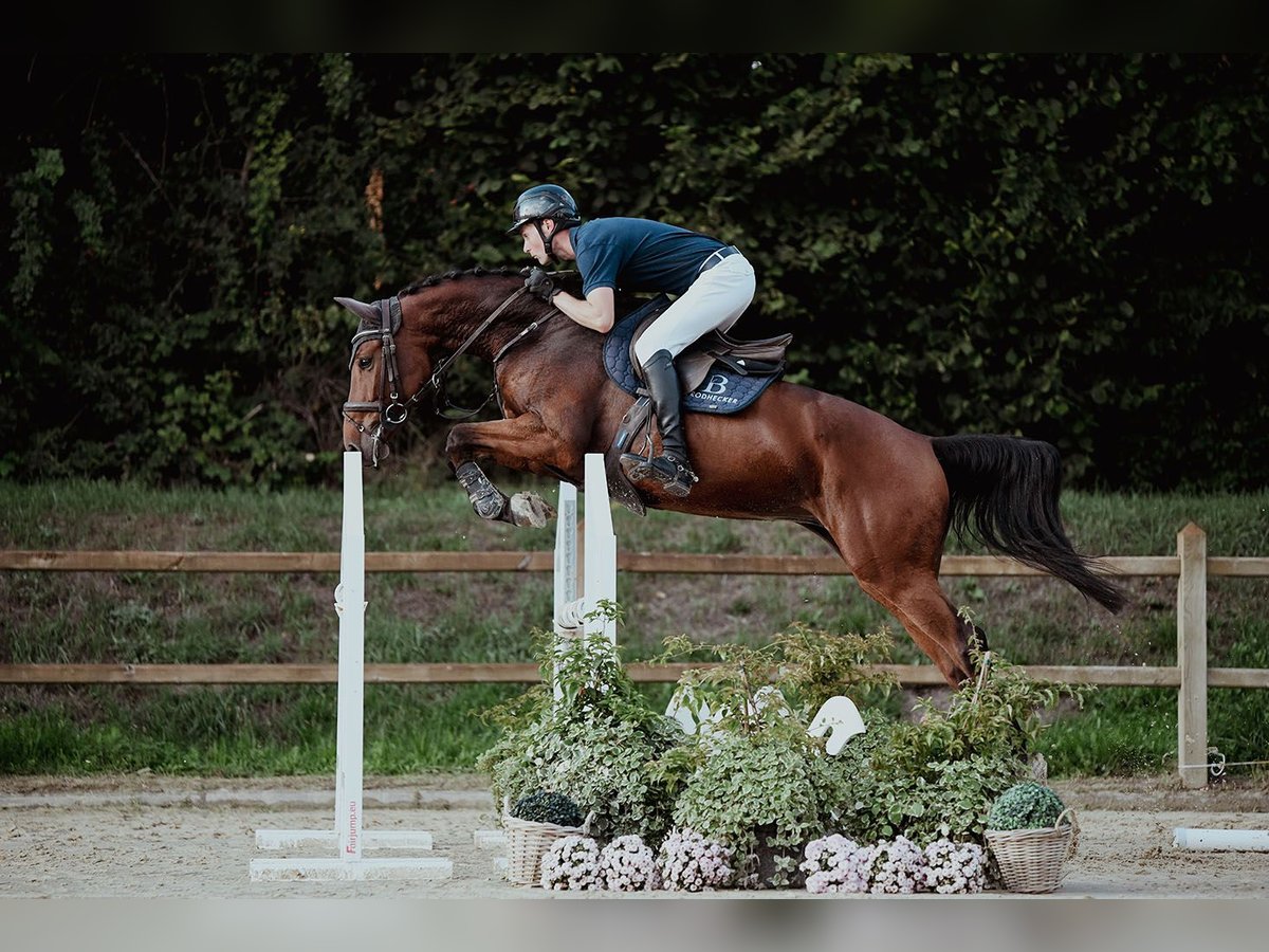 Oldenburger Wallach 5 Jahre 167 cm Brauner in Riedstadt