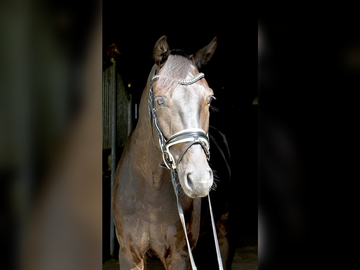 Oldenburger Wallach 5 Jahre 167 cm Rappe in Ebenweiler