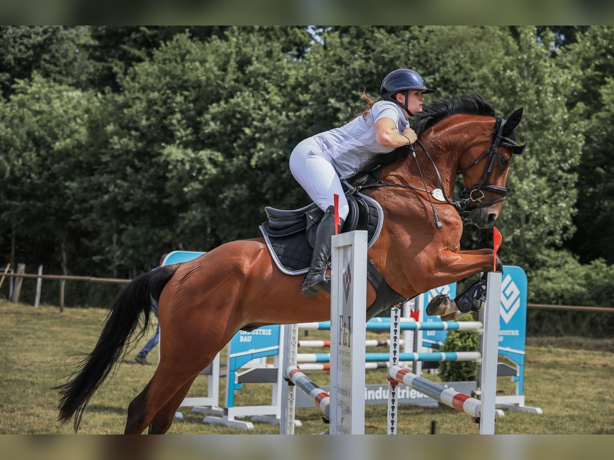 Oldenburger Wallach 5 Jahre 168 cm Brauner in Ritterhude