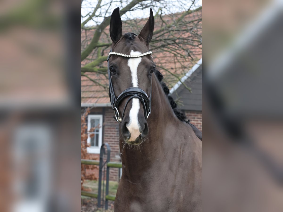 Oldenburger Wallach 5 Jahre 168 cm Dunkelbrauner in Nottuln