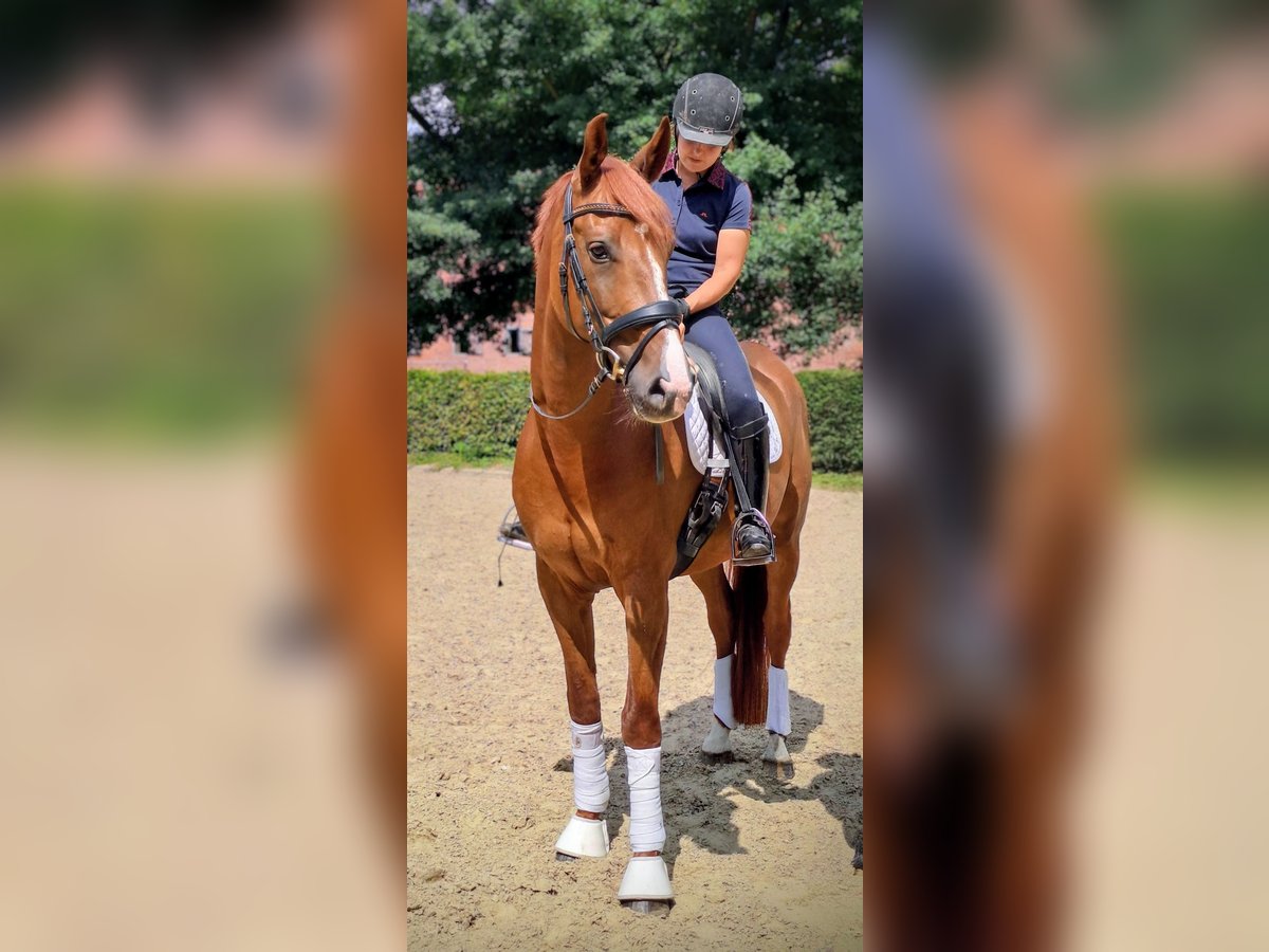 Oldenburger Wallach 5 Jahre 168 cm Dunkelfuchs in Wildeshausen