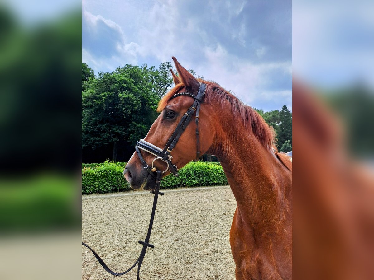 Oldenburger Wallach 5 Jahre 168 cm Dunkelfuchs in Wildeshausen