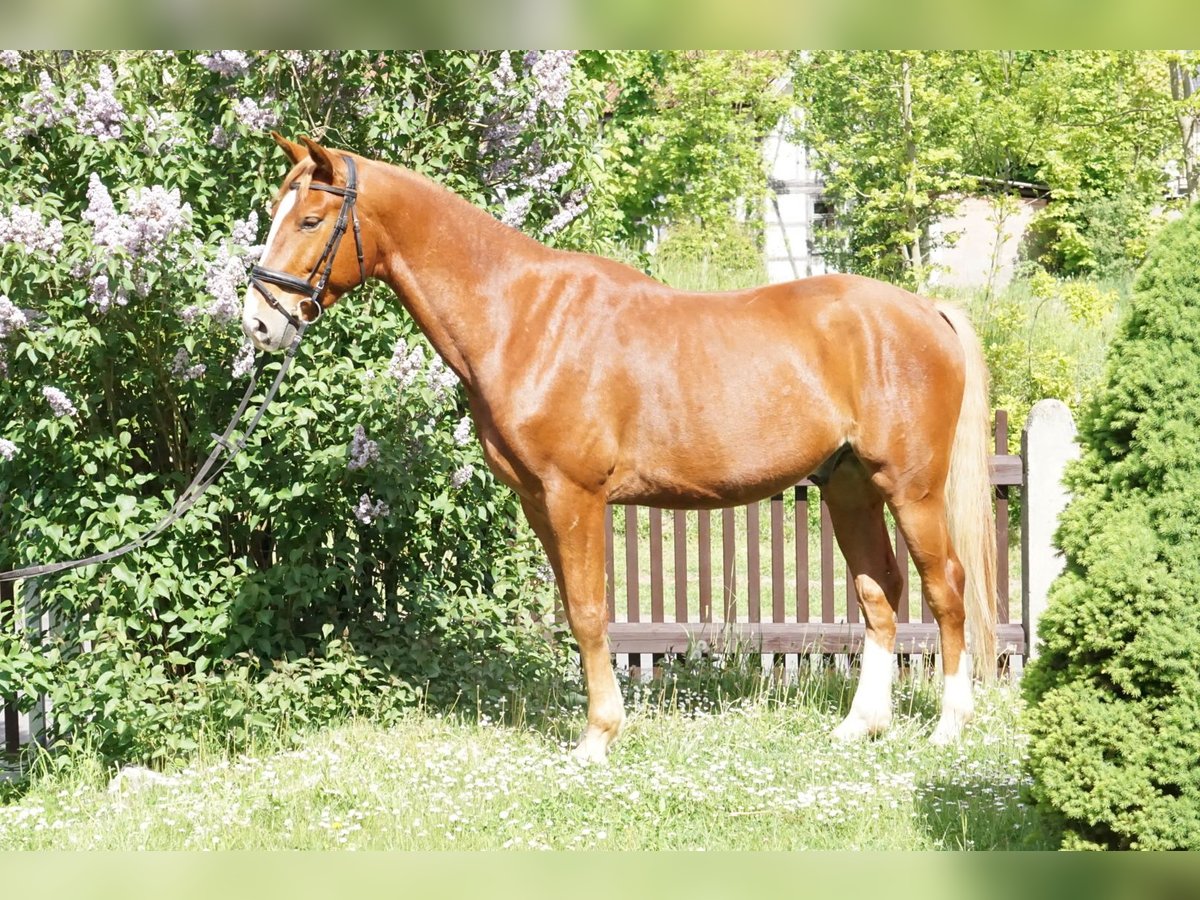 Oldenburger Wallach 5 Jahre 168 cm Fuchs in Römhild