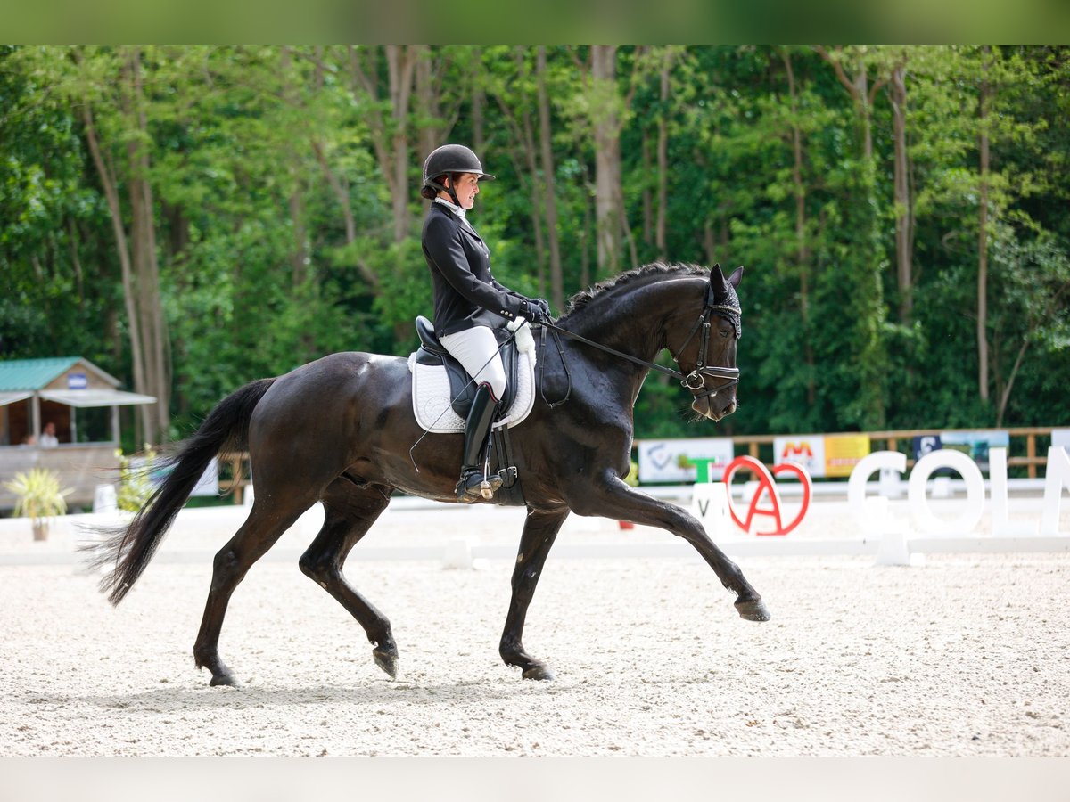 Oldenburger Wallach 5 Jahre 168 cm Rappe in Knœringue Oldenburger Wallach 5 Jahre 168 cm Rappe in Knœringue