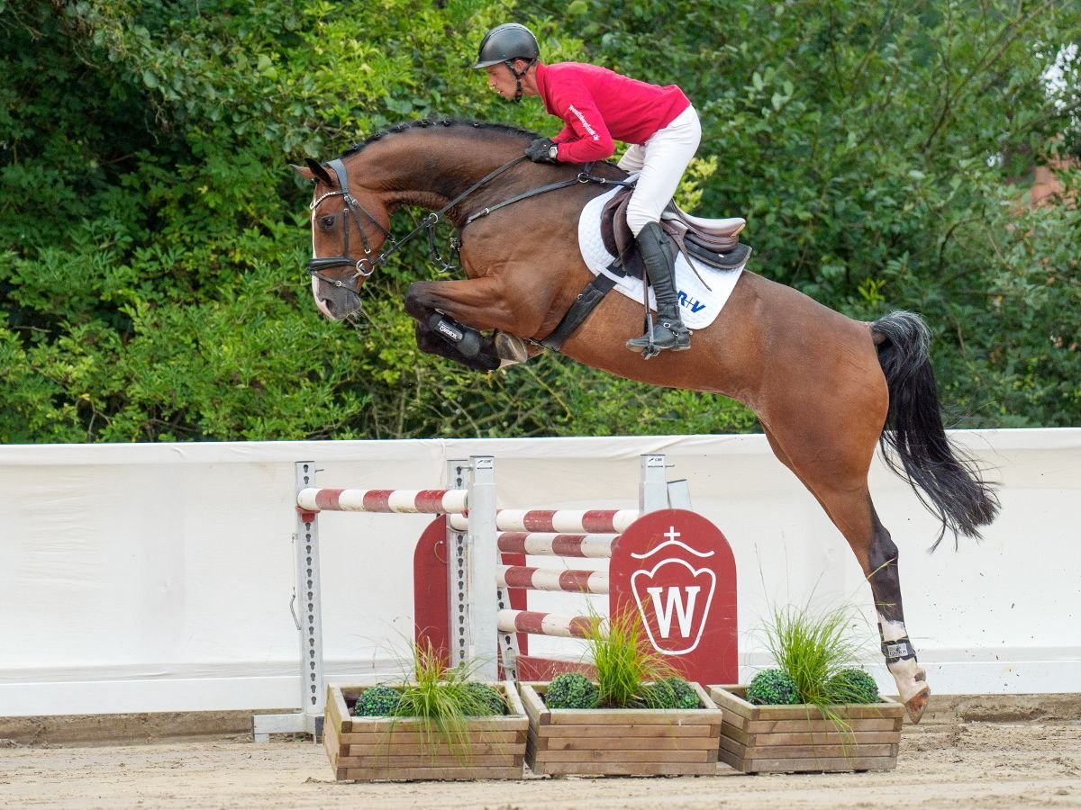 Oldenburger Wallach 5 Jahre 170 cm Brauner in Münster