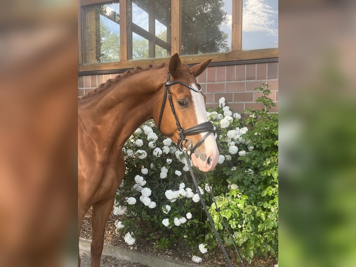 Oldenburger Wallach 5 Jahre 170 cm Fuchs in Drantum