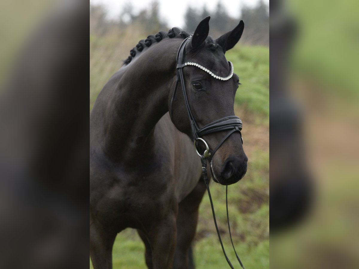 Oldenburger Wallach 5 Jahre 171 cm Dunkelbrauner in Sassenberg