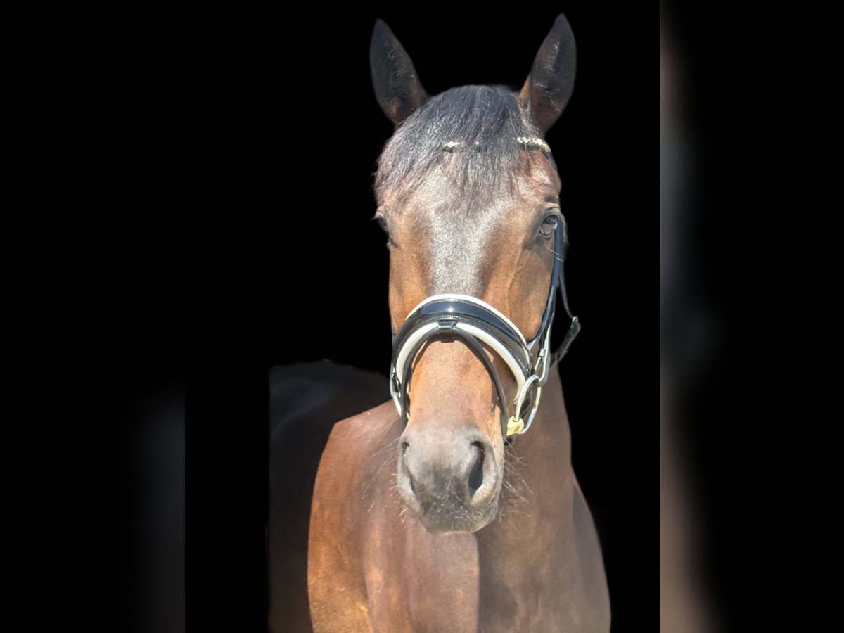 Oldenburger Wallach 5 Jahre 172 cm Brauner in Viernheim