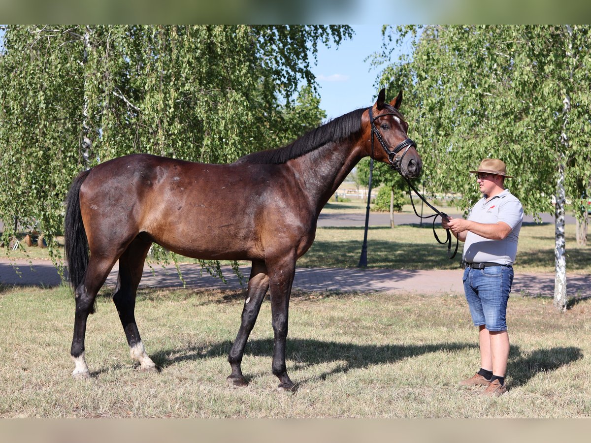 Oldenburger Wallach 5 Jahre 172 cm Dunkelbrauner in GROTE-BROGEL