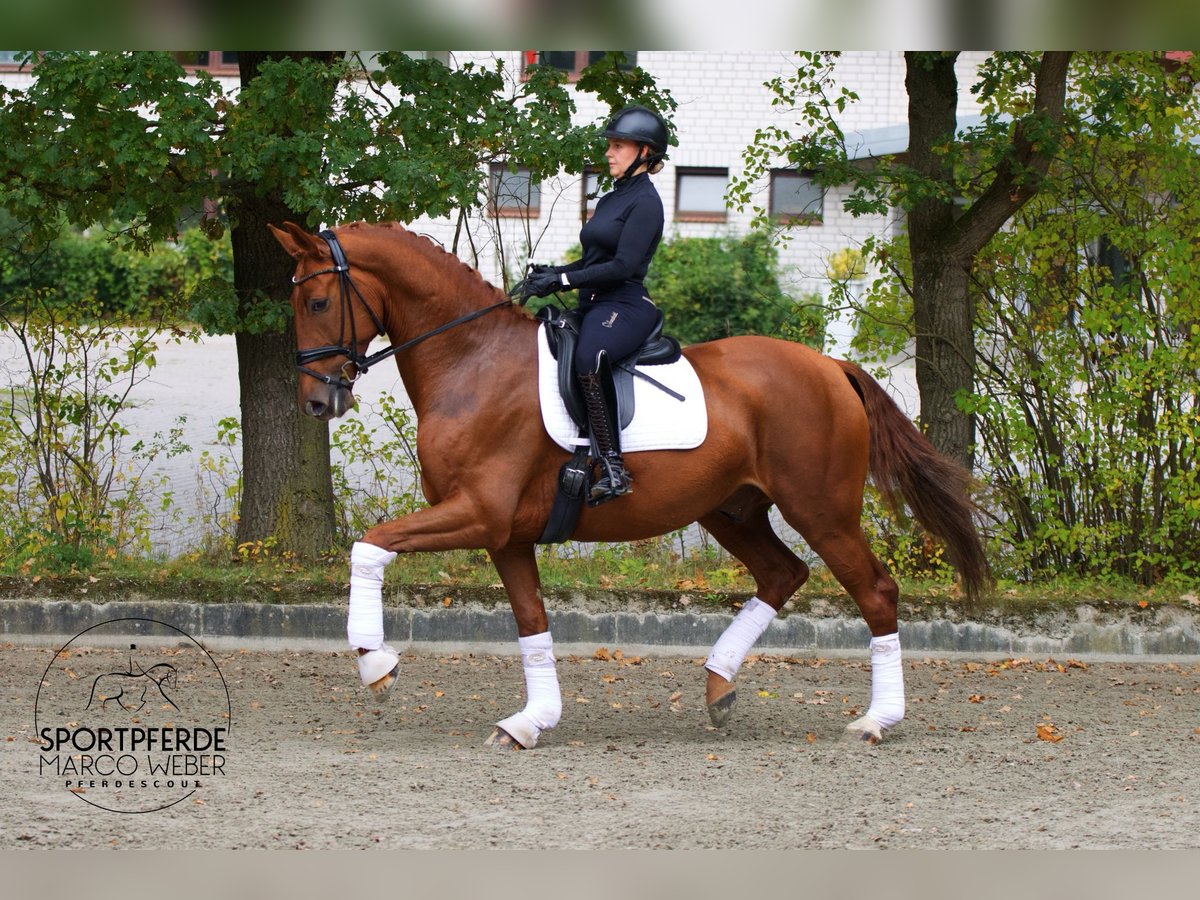 Oldenburger Wallach 5 Jahre 172 cm Fuchs in Wallenhorst