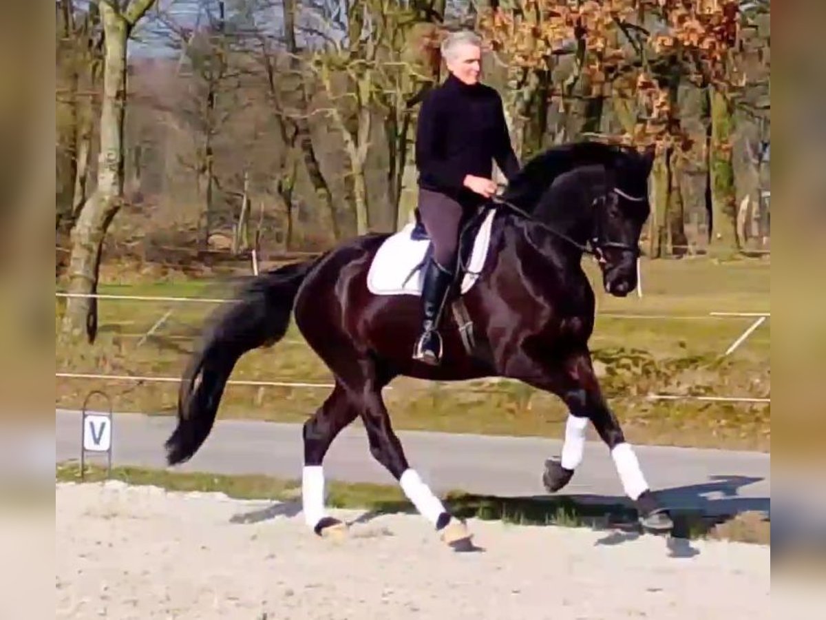 Oldenburger Wallach 5 Jahre 172 cm Rappe in Wittmund