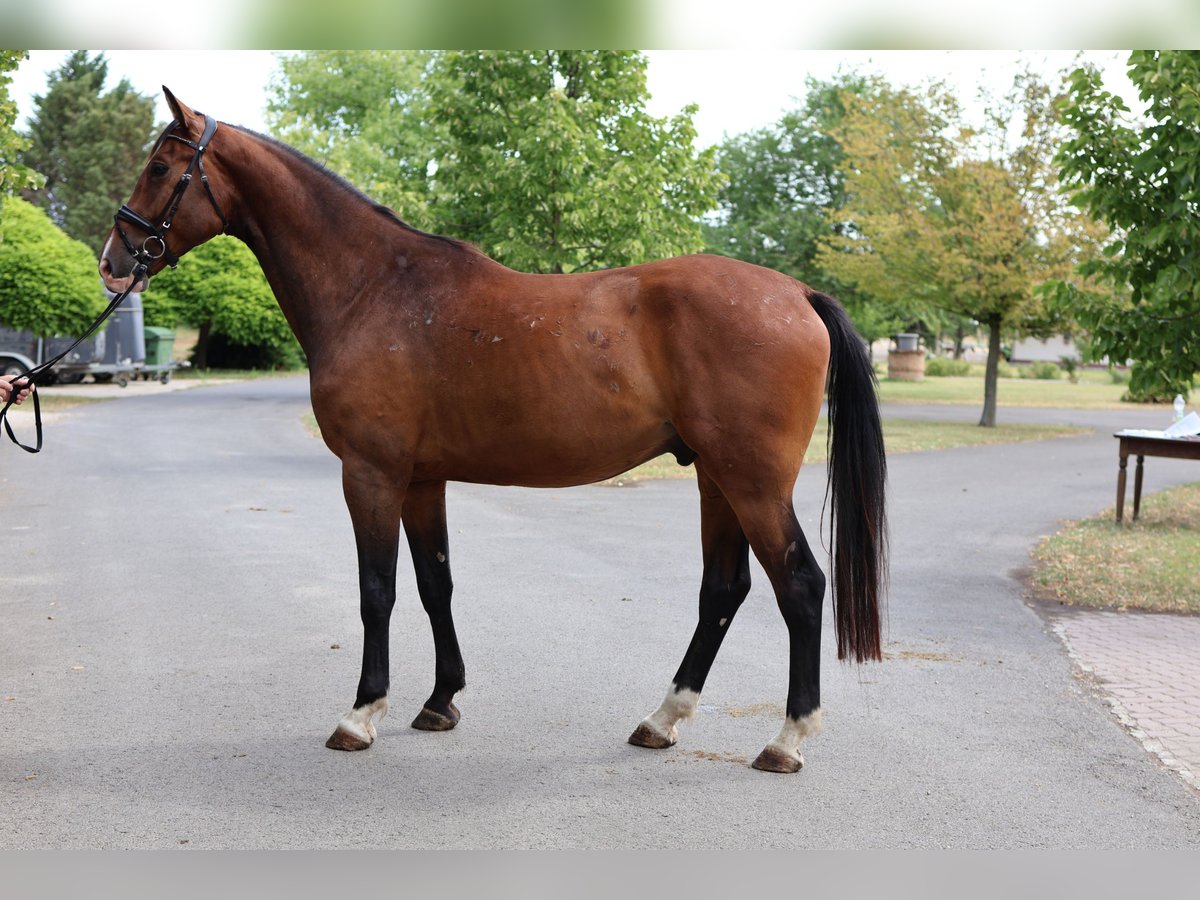 Oldenburger Wallach 5 Jahre 174 cm Brauner in GROTE-BROGEL
