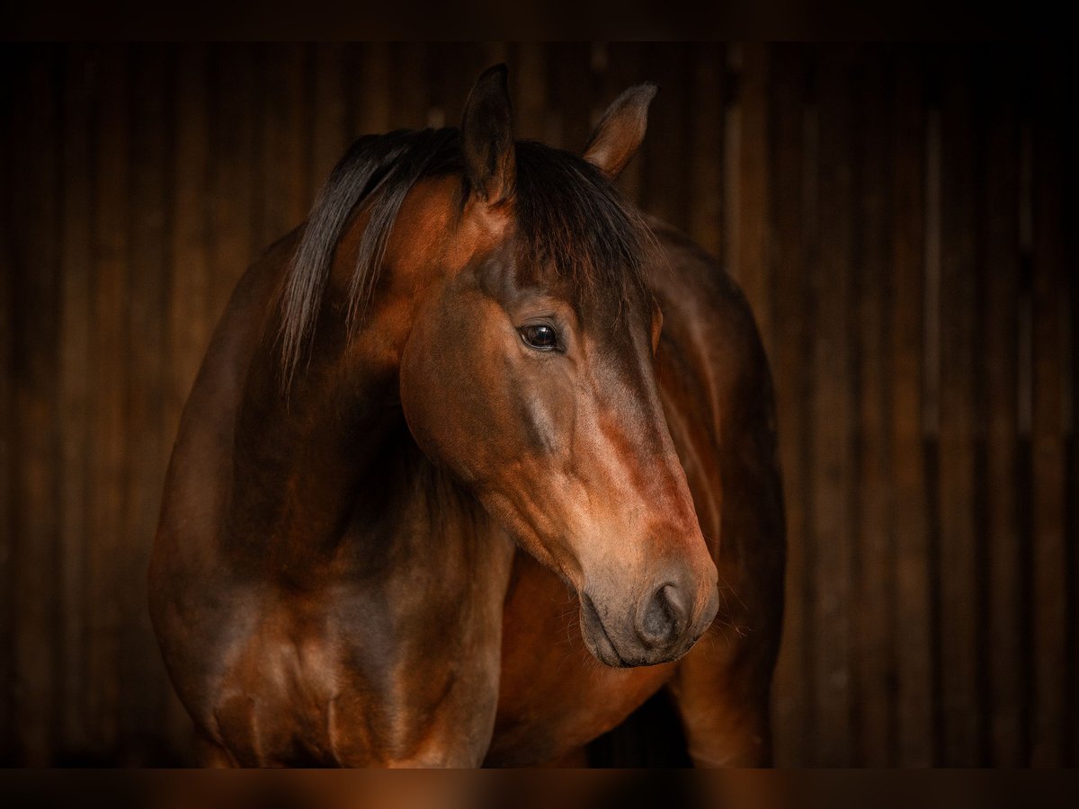 Oldenburger Wallach 5 Jahre 174 cm Dunkelbrauner in Taunusstein
