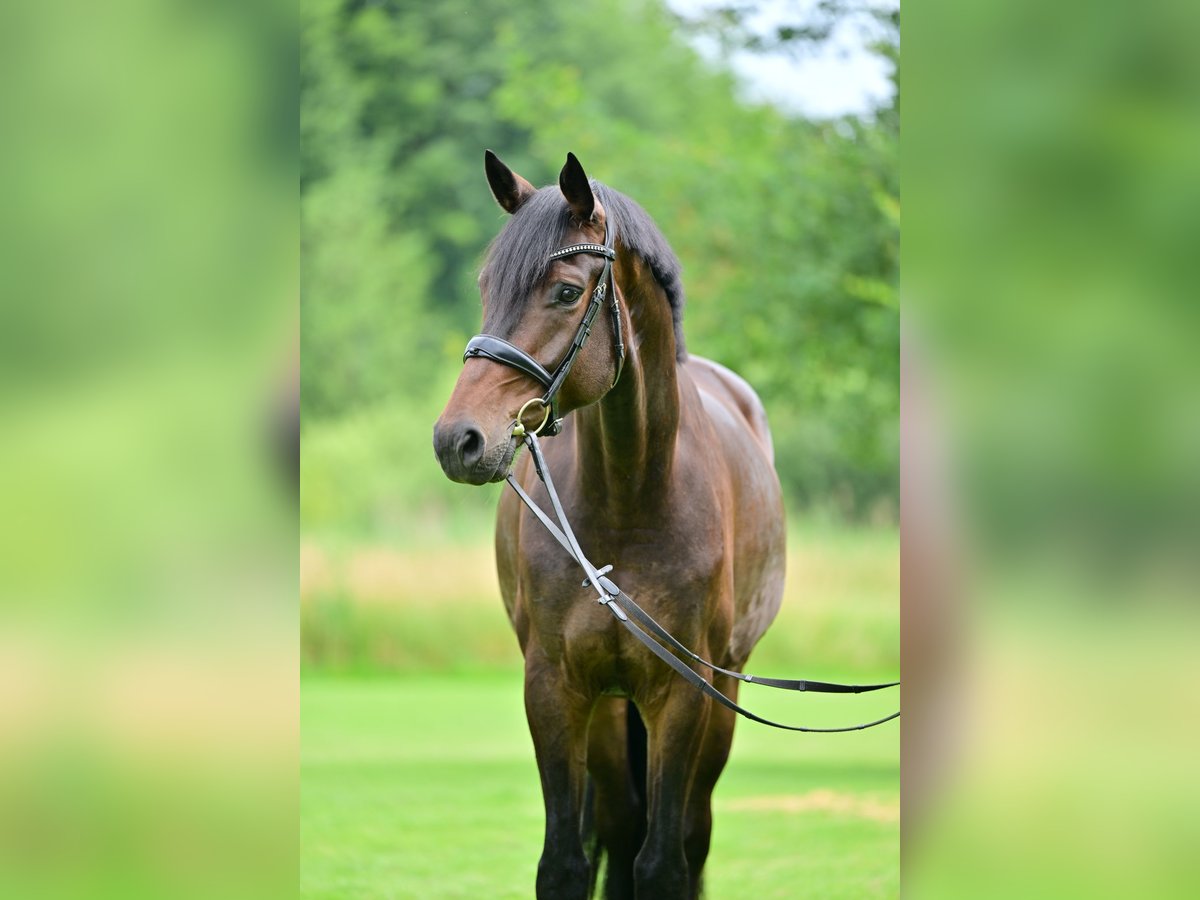 Oldenburger Wallach 5 Jahre 175 cm Brauner in Dippoldiswalde Oldenburger Wallach 5 Jahre 175 cm Brauner in Dippoldiswalde