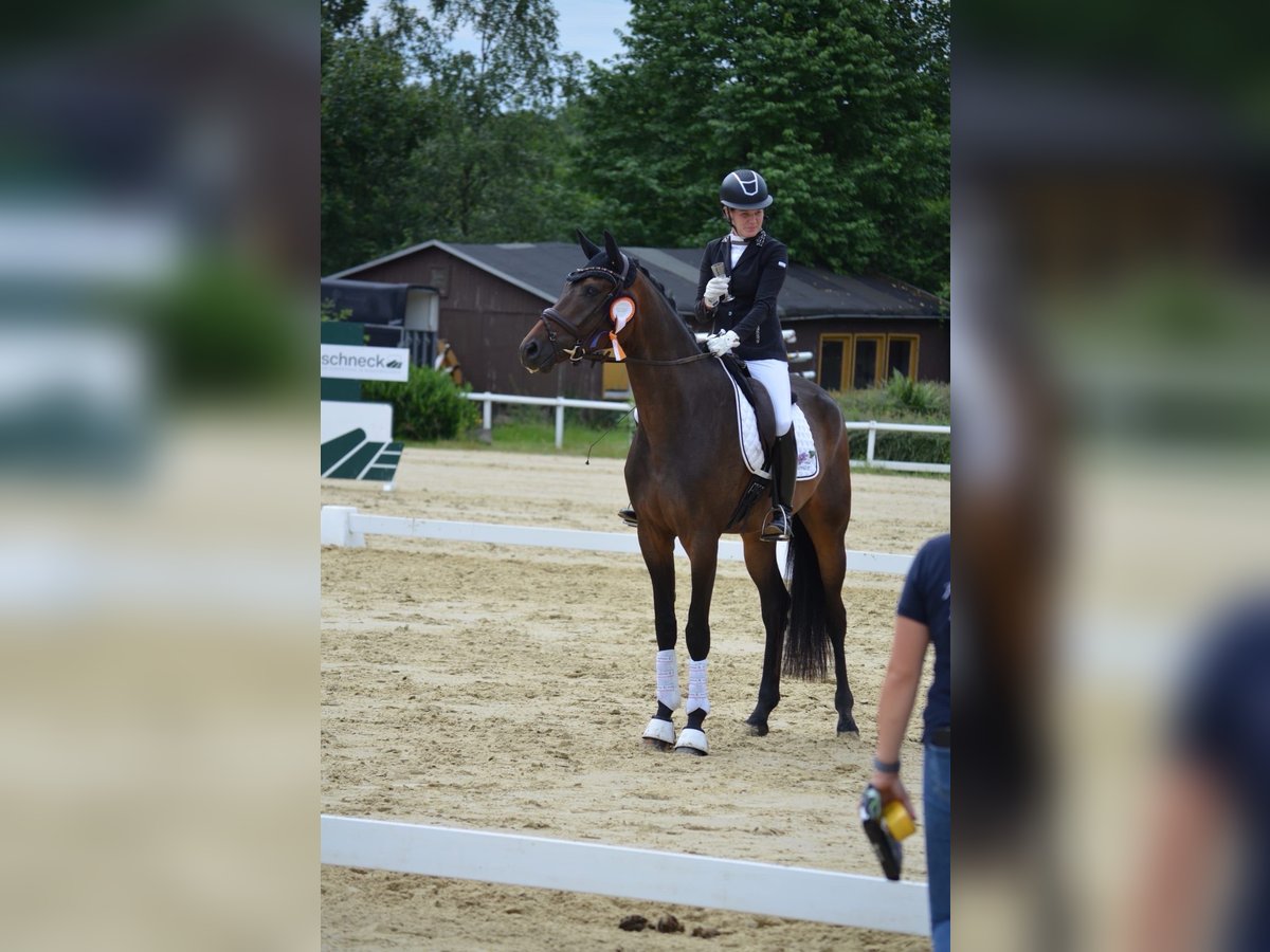 Oldenburger Wallach 5 Jahre 175 cm Dunkelbrauner in Siegen