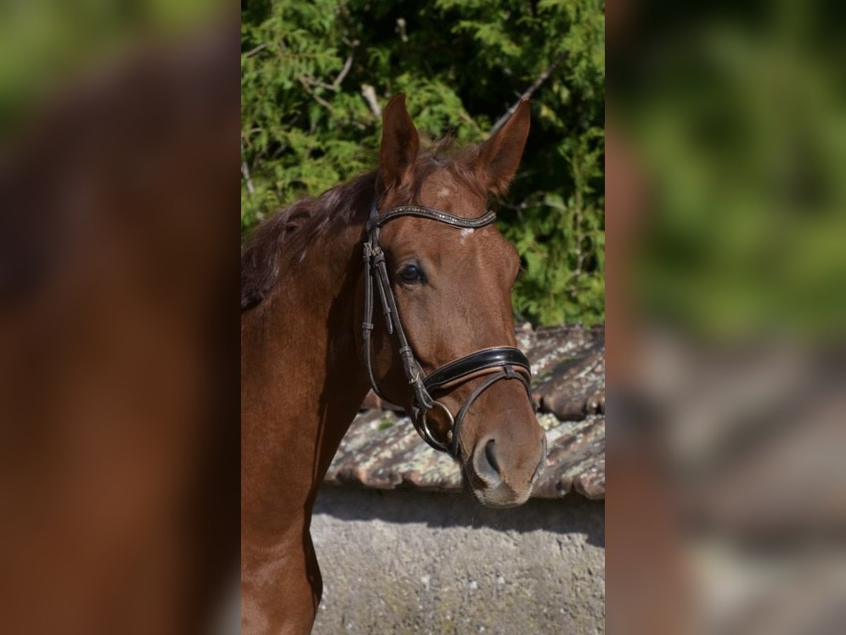 Oldenburger Wallach 5 Jahre 175 cm Fuchs in Tannhausen