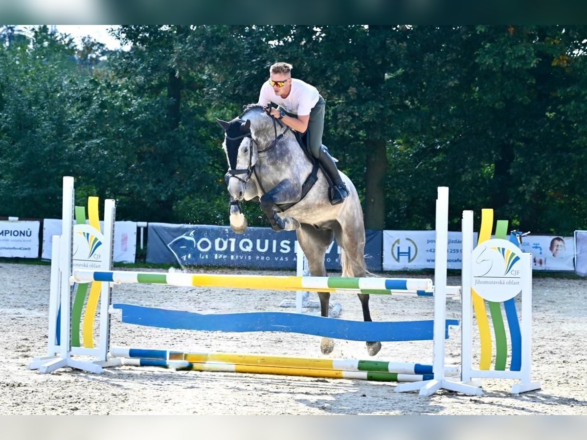 Oldenburger Wallach 5 Jahre 175 cm Schimmel in Brno