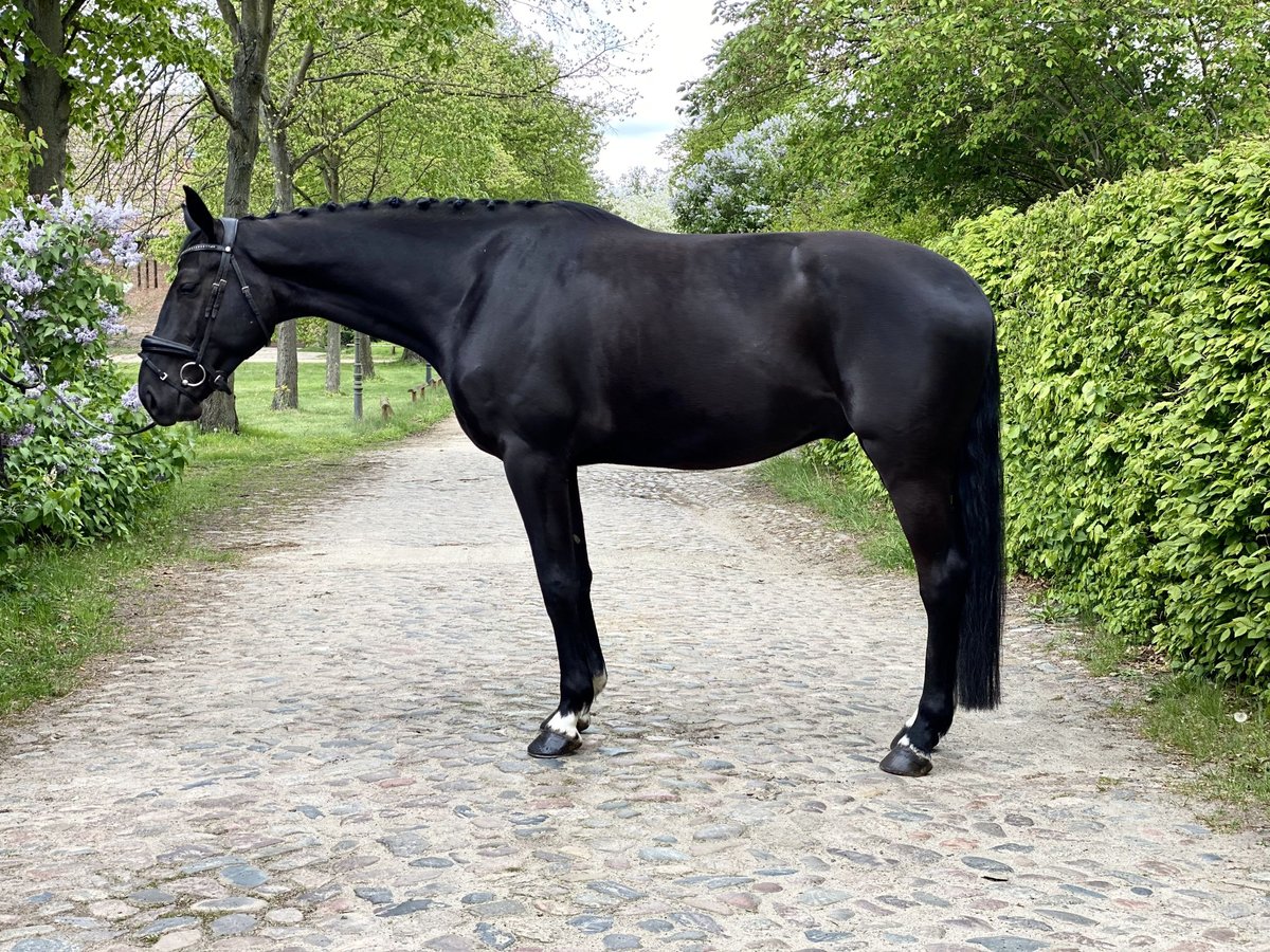 Oldenburger Wallach 5 Jahre 178 cm Rappe in Ludwigsfelde