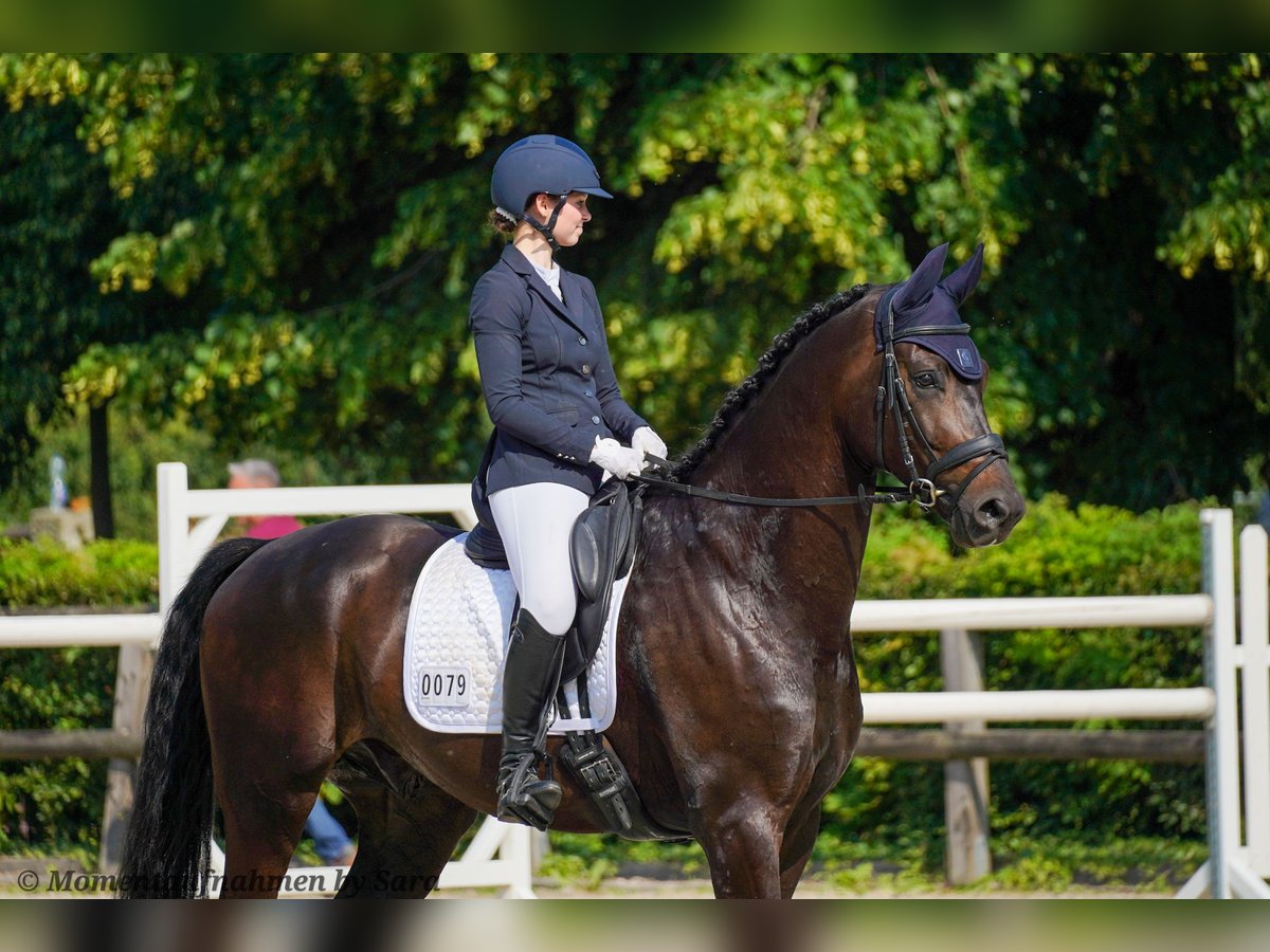 Oldenburger Wallach 5 Jahre 180 cm Schwarzbrauner in Braunsbedra