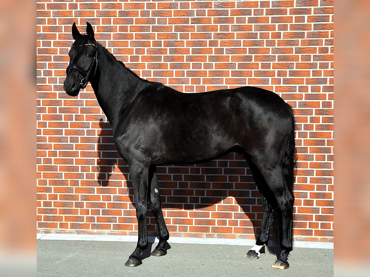 Oldenburger Wallach 5 Jahre 180 cm Schwarzbrauner in Herzebrock-Clarholz