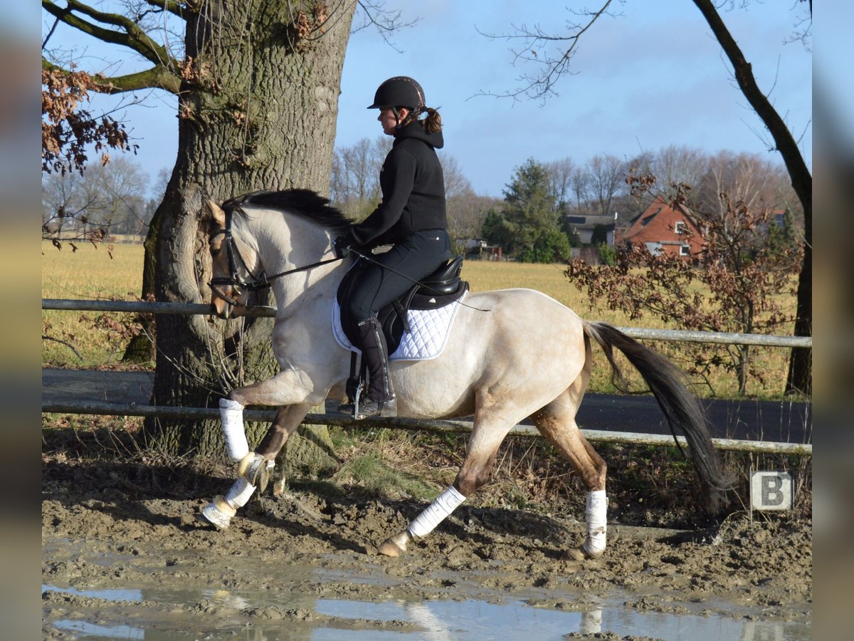 Oldenburger Wallach 6 Jahre 147 cm Buckskin in Bassum