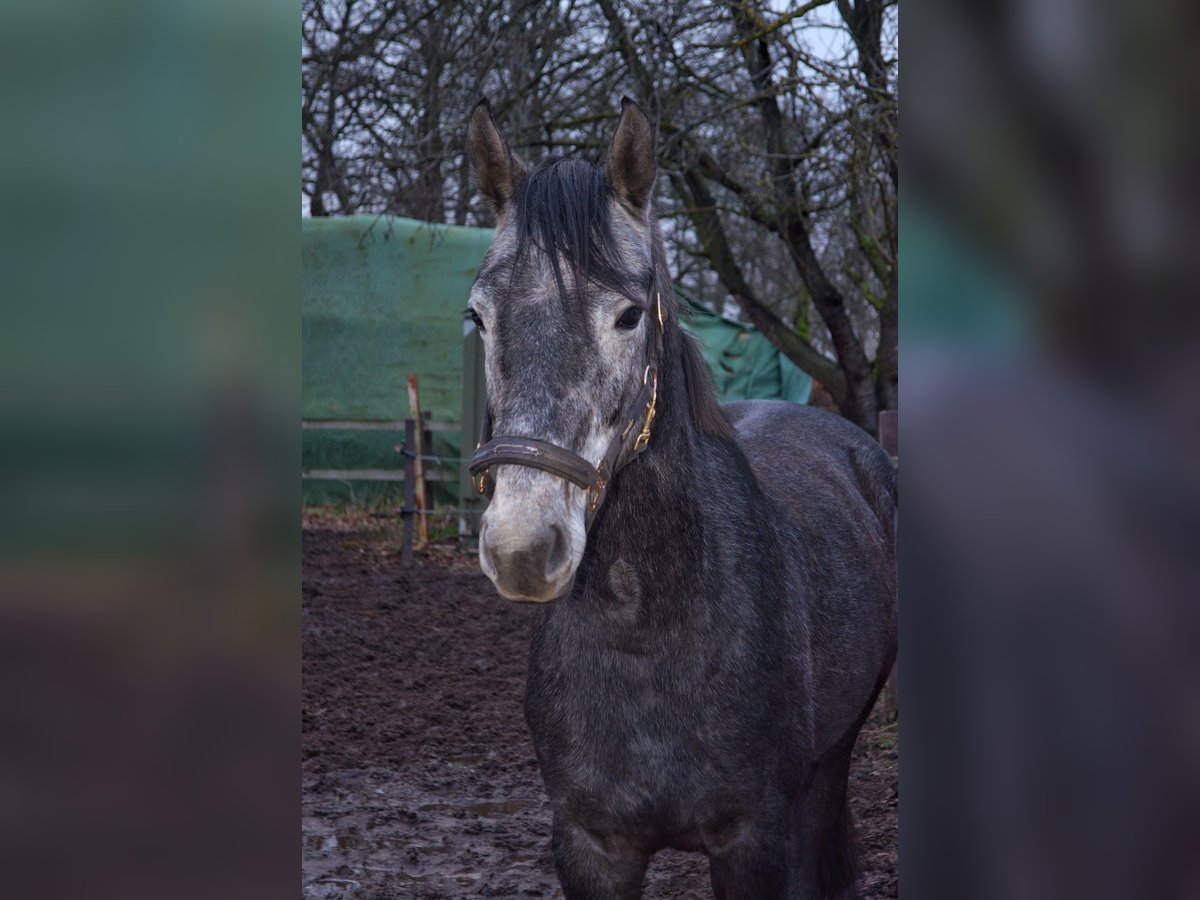 Oldenburger Wallach 6 Jahre 160 cm Schimmel in Merzen
