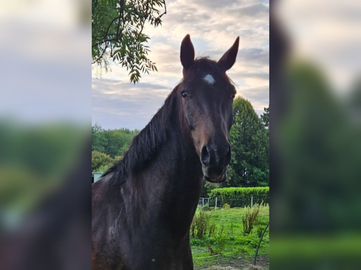 Oldenburger Wallach 6 Jahre 164 cm Schwarzbrauner in Greifswald