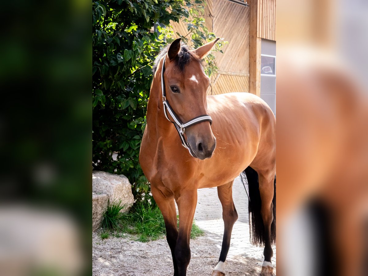 Oldenburger Wallach 6 Jahre 167 cm Brauner in Rohr in Niederbayern