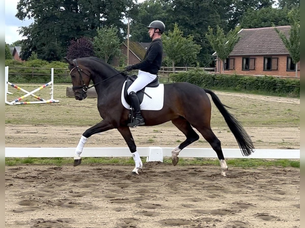 Oldenburger Wallach 6 Jahre 167 cm Dunkelbrauner in Damme