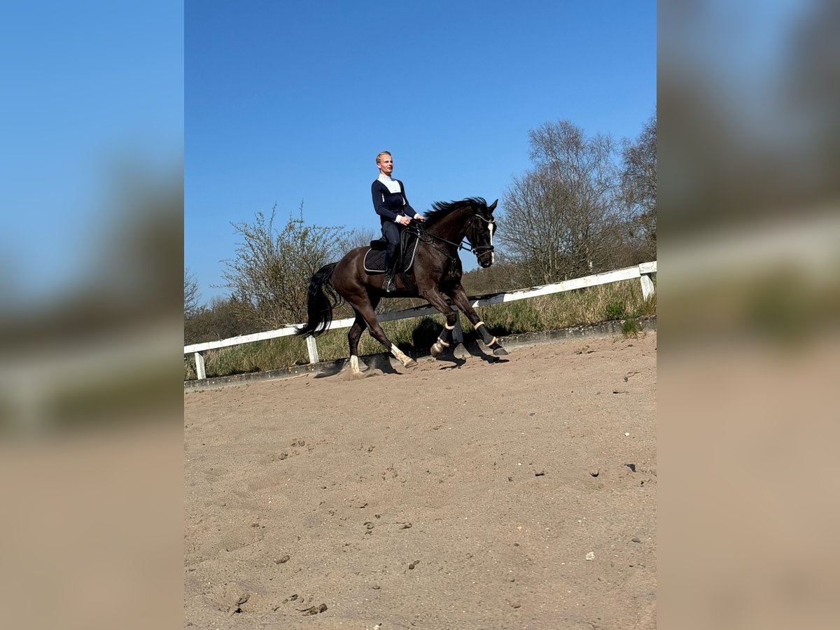 Oldenburger Wallach 6 Jahre 167 cm Schwarzbrauner in Jevenstedt