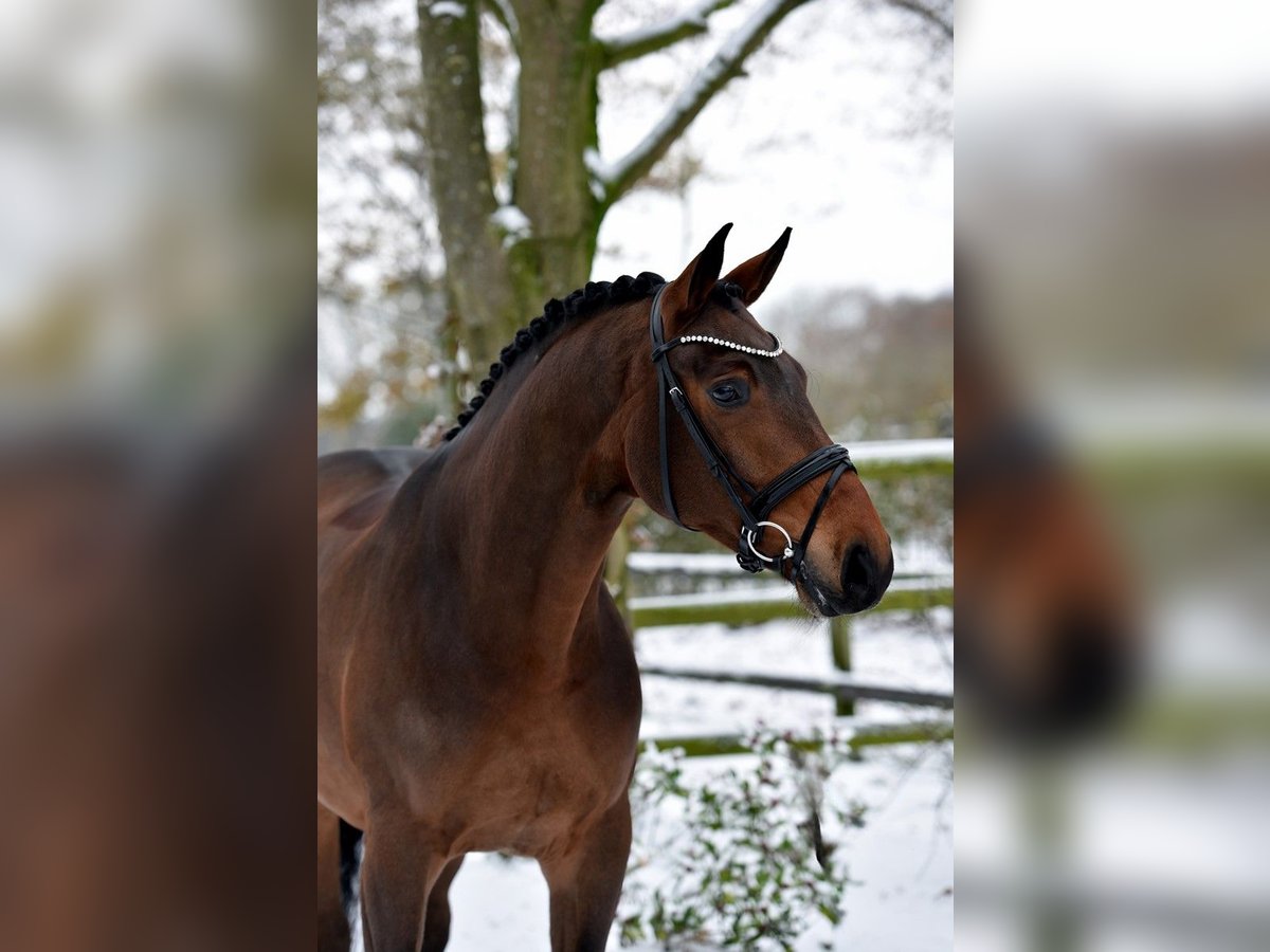 Oldenburger Wallach 6 Jahre 168 cm Dunkelbrauner in Friedberg (Hessen)