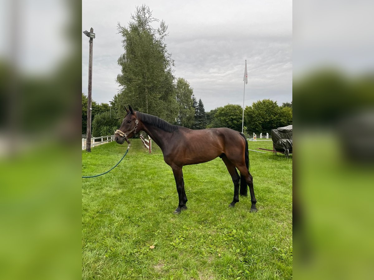 Oldenburger Wallach 6 Jahre 169 cm Dunkelbrauner in Bohmte