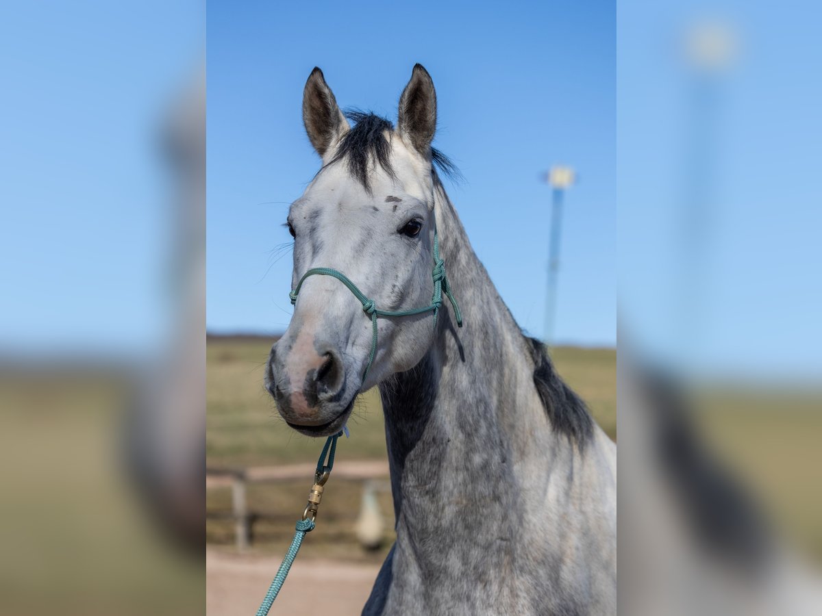 Oldenburger Wallach 6 Jahre 170 cm Apfelschimmel in Geisenheim