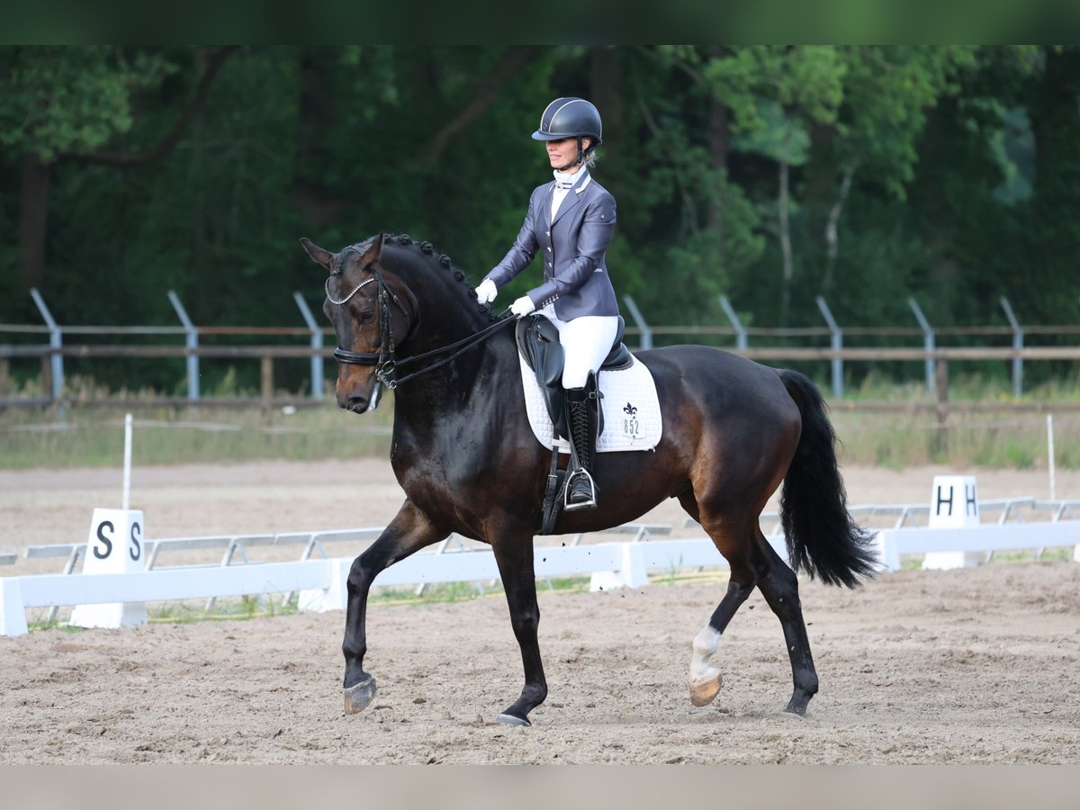 Oldenburger Wallach 6 Jahre 170 cm Dunkelbrauner in Linde
