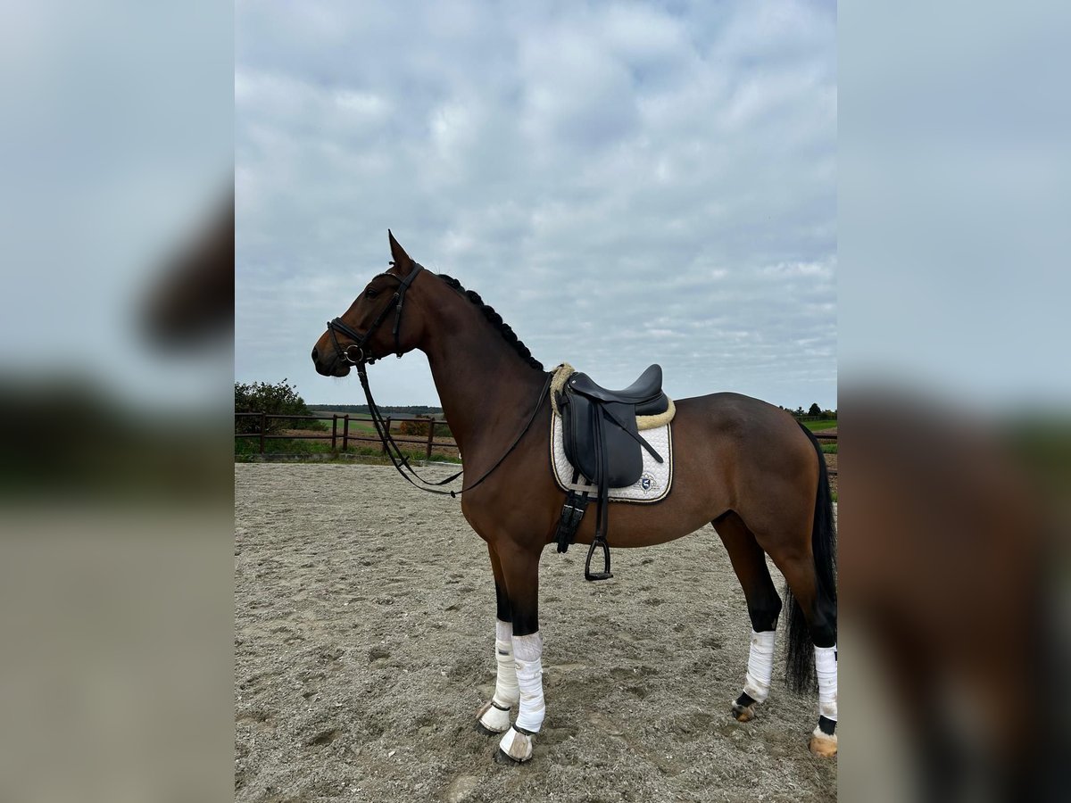 Oldenburger Wallach 6 Jahre 172 cm Brauner in Abstatt