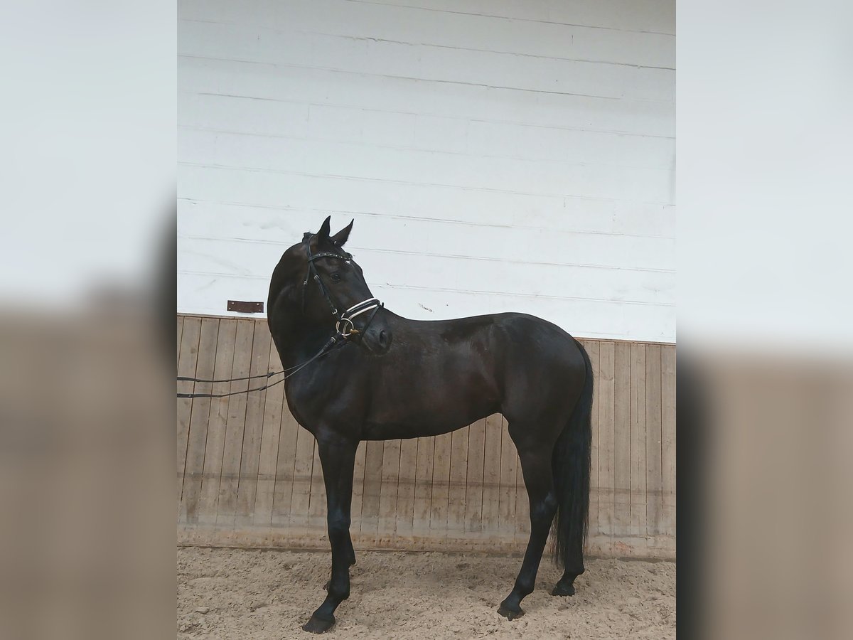 Oldenburger Wallach 6 Jahre 172 cm Rappe in Barenburg