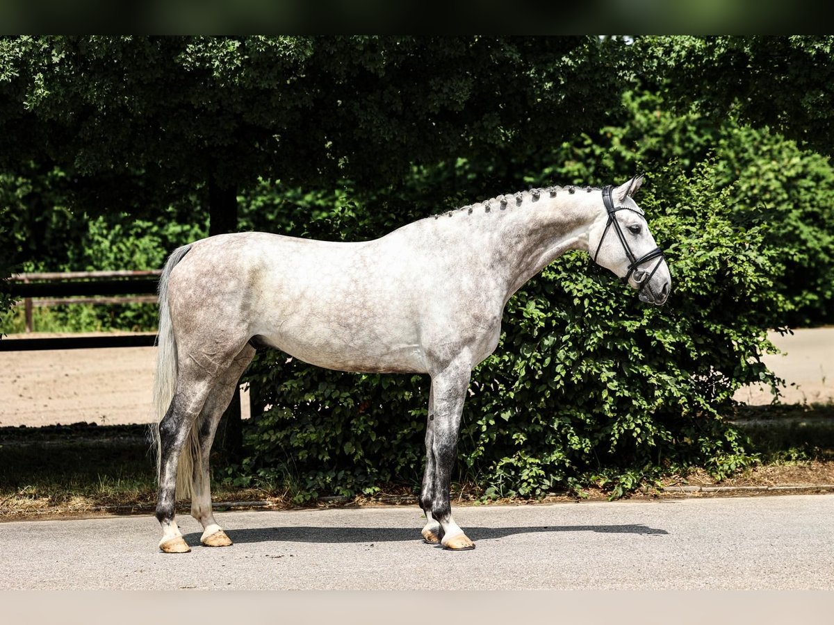Oldenburger Wallach 6 Jahre 172 cm Schimmel in Unterneukirchen