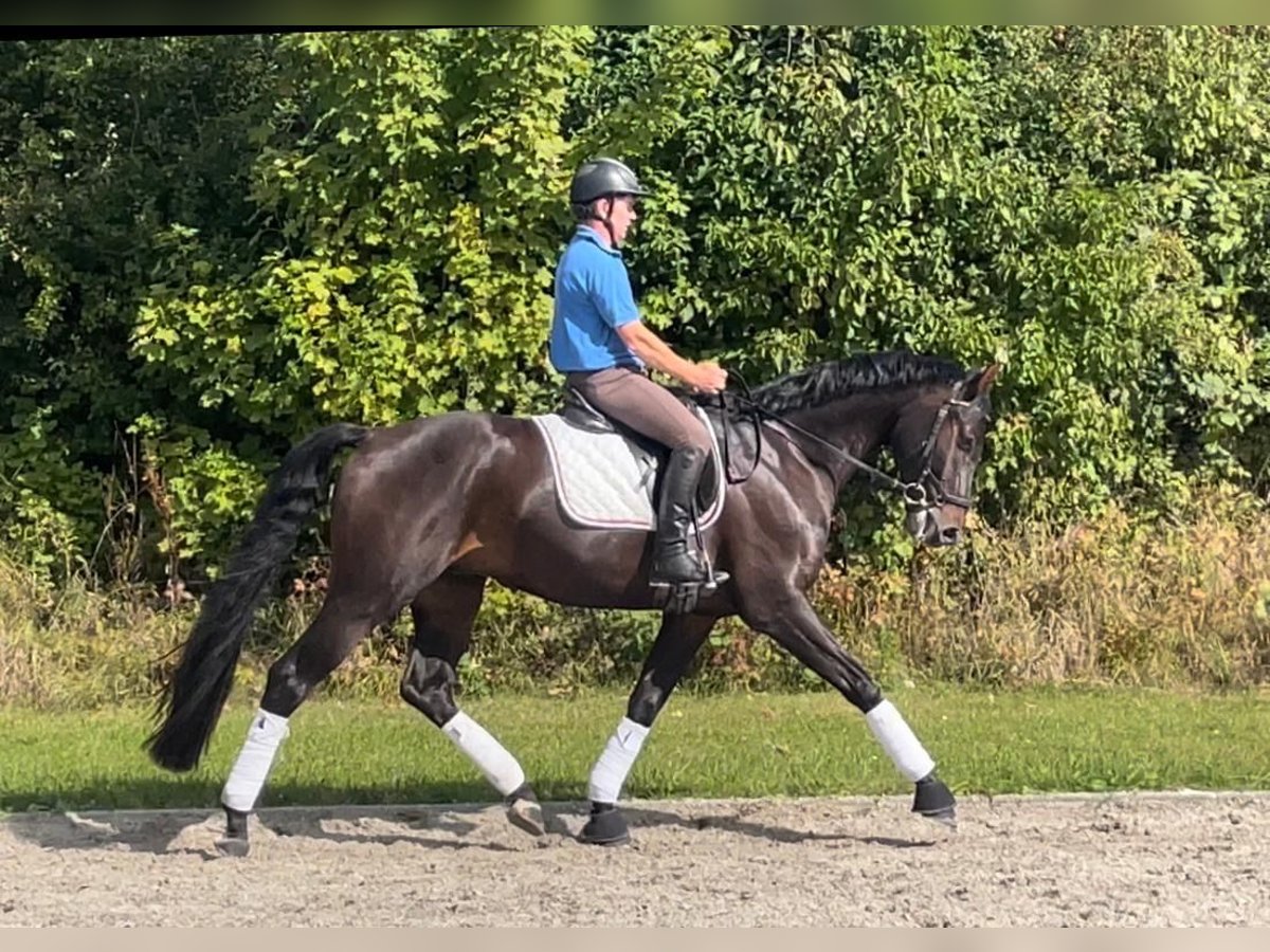 Oldenburger Wallach 6 Jahre 173 cm Dunkelbrauner in Heilshoop
